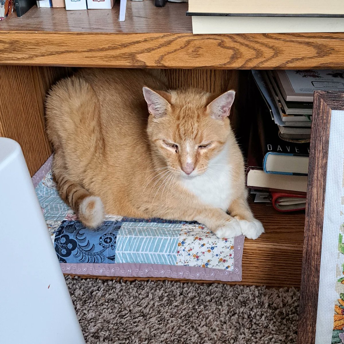 LindsyShabfb's tweet photo. I adore this little man, so I’ll make reaching my books harder to preserve his favorite nap spot. https://t.co/1bZwcM9cv6