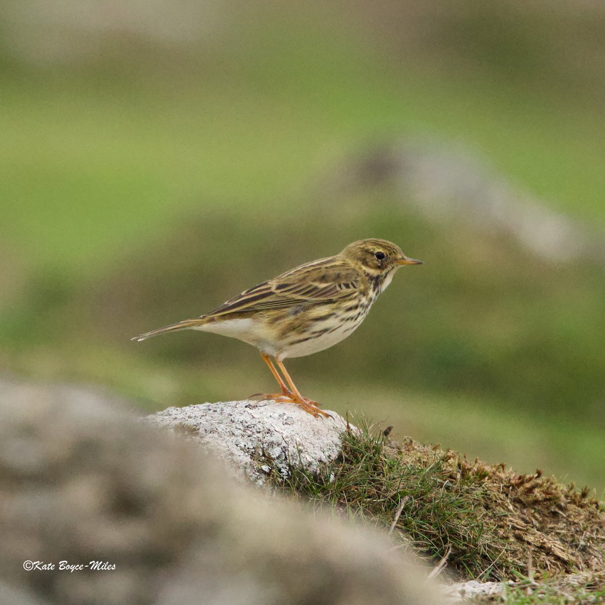Mararda10's tweet photo. I think this is a #meadow #pipit but I am not 100% sure. Could the #birders on here confirm or deny this? About six were seen on the upper #moorland of #DartmoorNationalPark amongst rocks. I am really pleased with the #photos though. #Photography https://t.co/DasTtNwG2X