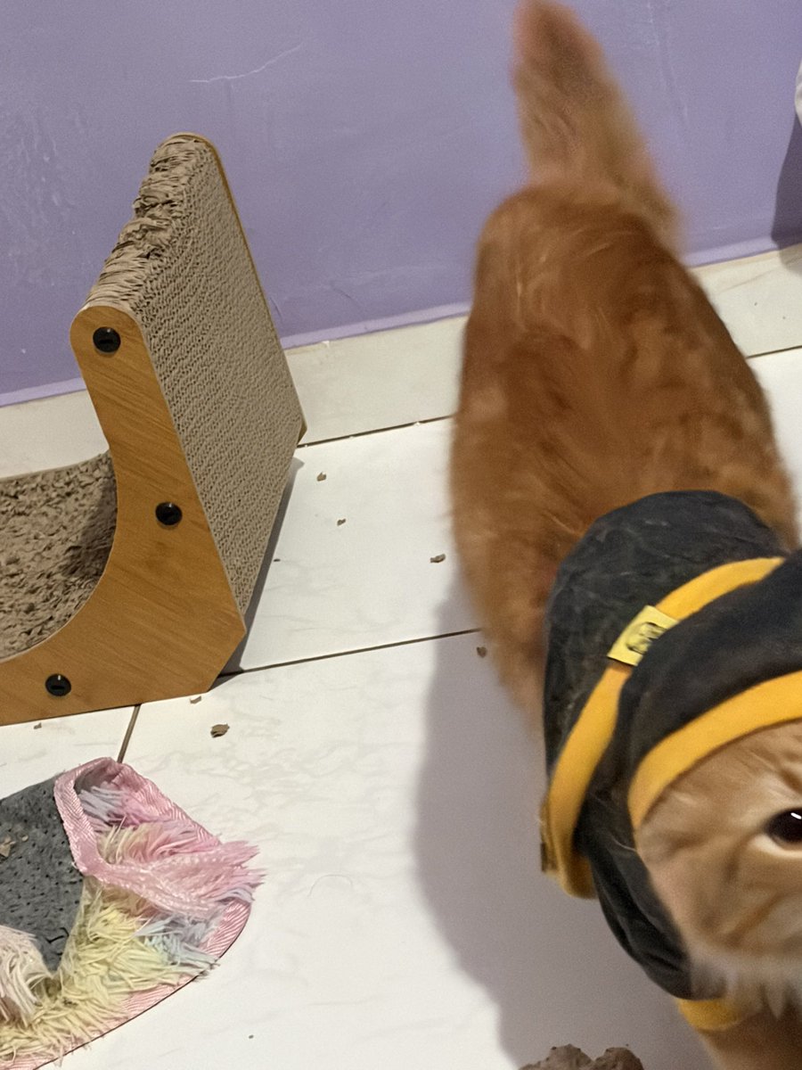 saohripsps's tweet photo. acho fui assaltada

sinais de arrombamento no arranhador, papelão espalhado para tudo quanto é lado, tapete revirado, sujeito encapuzado em busca de algo de valor chamado churu.. devo chamar a polícia? https://t.co/pO85Rj2MPu