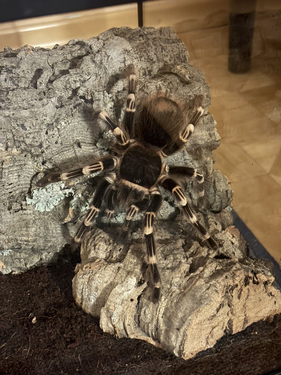 Sarcatriel's tweet photo. Tosia 🕷️❤️ https://t.co/nJrehjWoz2