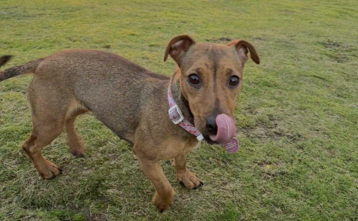 millypod1's tweet photo. 🆘13 SEPT 2026 #Lost Lily #ScanMe
Jack Russell Terrier Cross Female
Escaped out back garden, Lower park #Minehead #Somerset #TA24
https://t.co/a9MrBAlK4G https://t.co/VsQubUj5Yl