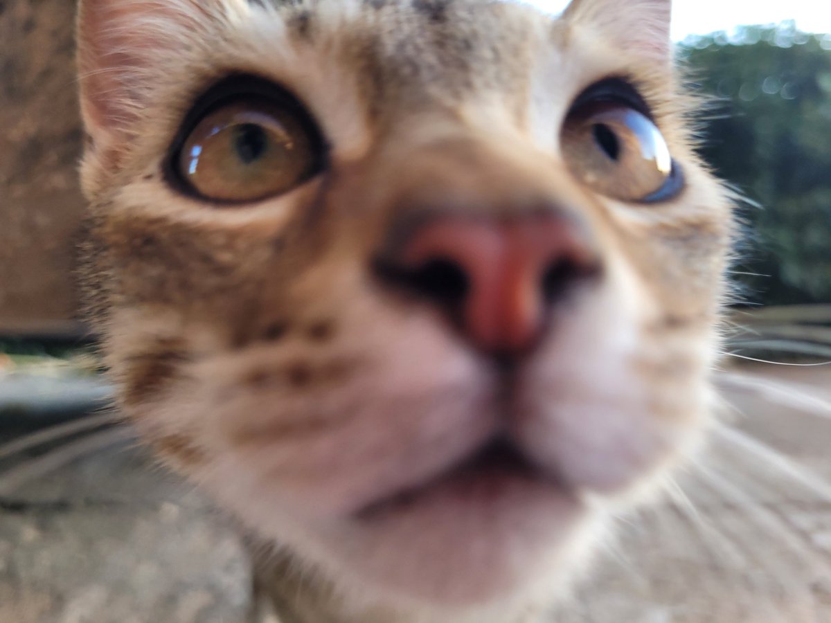 HelenaCANTEROG1's tweet photo. Guapo i juganer 😻
#gats #Catalunya https://t.co/9upCCD6LGa