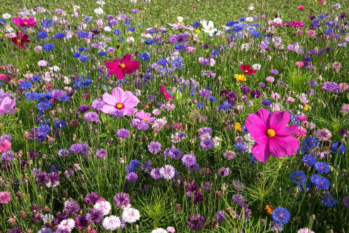 EmilyFloreeh1's tweet photo. 돼지고기수육은 이렇게 삶아보세요! 윤기가 좔좔 납니다! 한돈은 어떻게 먹어도 맛있지만!!
저렴한 수입산 통삼겹살로 수육 삶을때 잡내 하나없이 부드러운 수육 만드는 비법👍 https://t.co/4AWAs6BkBE