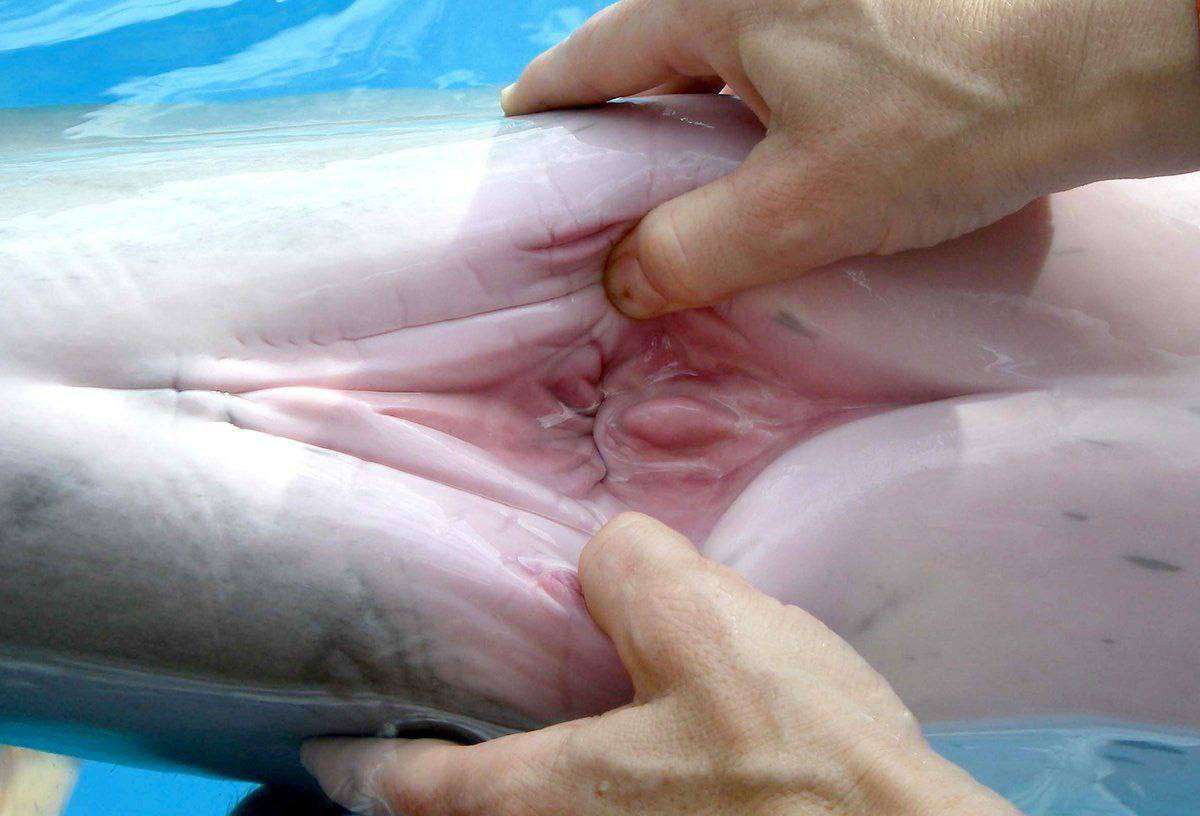 NotRichardd9rl's tweet photo. ╭─────────────── ⟡
│   UNDERTAIL 18+
│
│   https://t.co/CxSNaYBgnV
│
│   ZOOPORN
│
│   ▸ 1000+ Videos
│   ▸ 800+ Photos
│   ▸ 75+ GIFs
│   ▸ free collection
│
│   #furry #18plus #feral
│   #zoo #dogs #k9 #fox
╰─────────────── ⟡ https://t.co/Kf2VXdRnIq