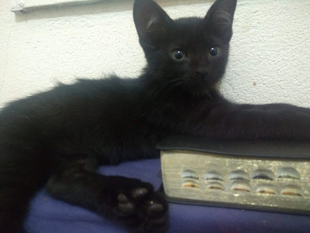 stando_powah's tweet photo. primeira foto que tirei dele / foto mais recente https://t.co/ePpLaTd4Kz