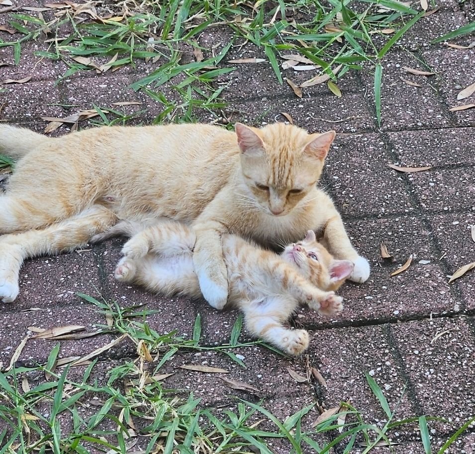 catsworldaura's tweet photo. https://t.co/ZzWraA2baf