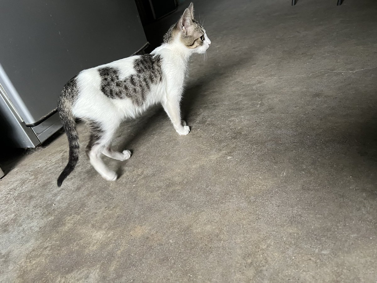 Mateoporfi's tweet photo. Tengo una gatita con dos nombres.
Cora (corazón)   / batiseñal https://t.co/dBAkn8E5cs