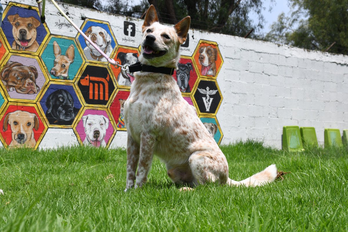 MetroCDMX's tweet photo. Todos los perritos rescatados en zona de vías o riesgo, son trasladados al @ctcdelmetro, lugar donde son valorados por médicos veterinarios. Si deseas darle la oportunidad algún lomito, consulta: https://t.co/13Bx1M33yD  🐾 #AUnMetroDeSuHogar #AdoptaNoCompres 🐶🏡 https://t.co/IMqify2zQF