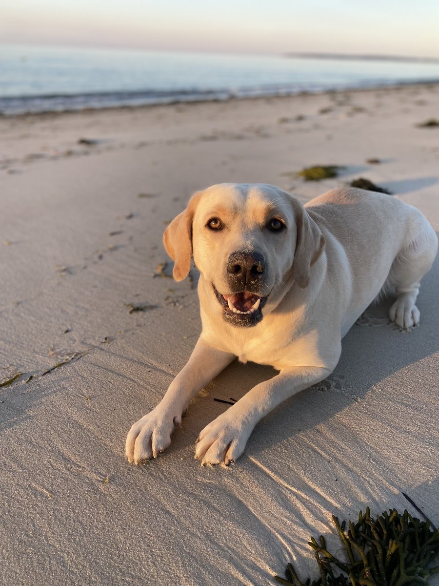 CapeCodHealth tweet picture