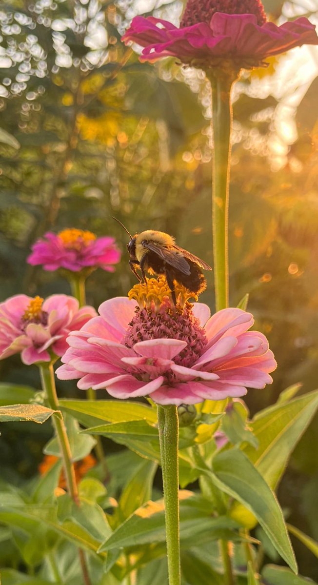 CarlaJeanMar's tweet photo. #bee #FlowersOfX #peaceispossible #flowers #SoftVibes #morning https://t.co/KGF1hw1yXX