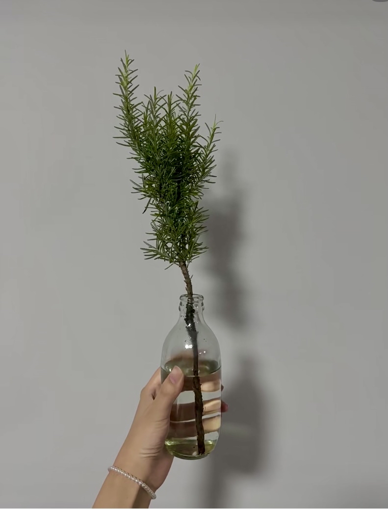 EverettTrumm's tweet photo. Cambia el agua de las plantas de interior cada 7 días para prevenir malos olores y mantenerlas sanas. ， https://t.co/FRcCCeejNY