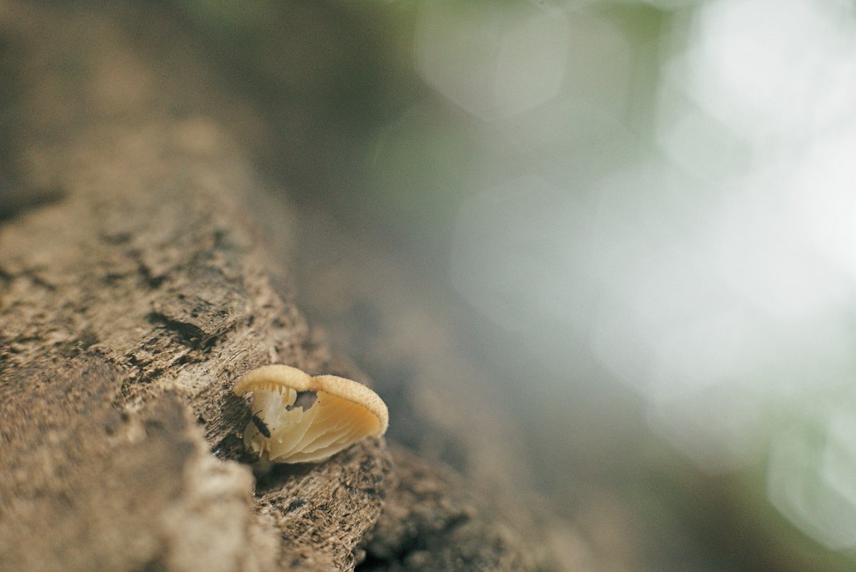 _bepbup's tweet photo. Pleased to announce the return of snail and mushroom season. https://t.co/bedr7sRgrl