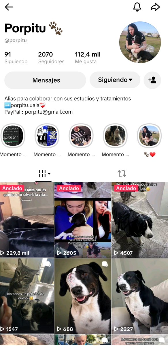 _CaroCARP's tweet photo. Alguien que por favor pueda colaborar con lo que pueda para esta chica que tiene a su perro así y está vendiendo budines para juntar para los estudios y los tratamientos 🙏🙏

En su perfil de tik tok tiene sus datos. Se agradece un rt https://t.co/GbvpC5SJDg