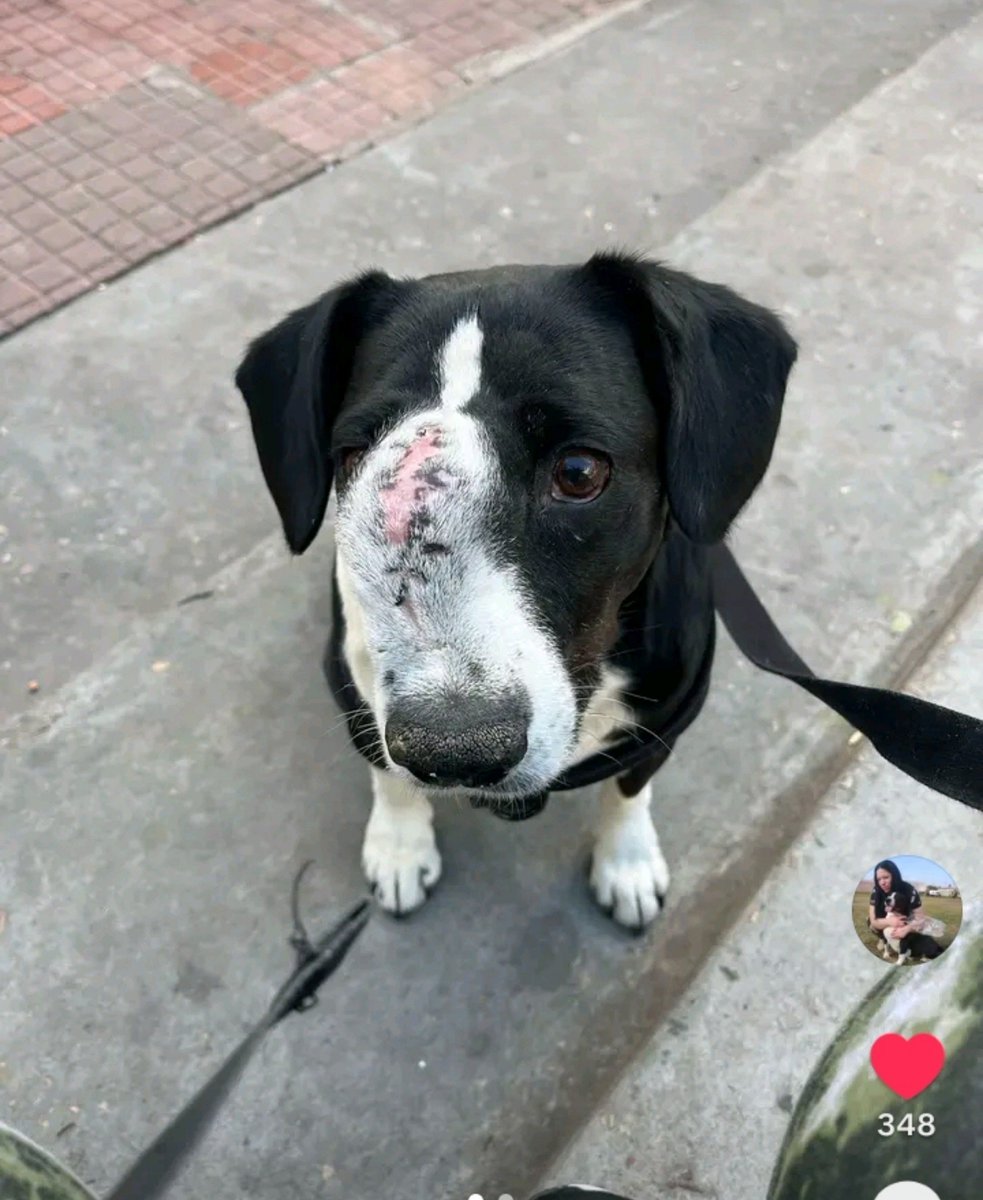 _CaroCARP's tweet photo. Alguien que por favor pueda colaborar con lo que pueda para esta chica que tiene a su perro así y está vendiendo budines para juntar para los estudios y los tratamientos 🙏🙏

En su perfil de tik tok tiene sus datos. Se agradece un rt https://t.co/GbvpC5SJDg