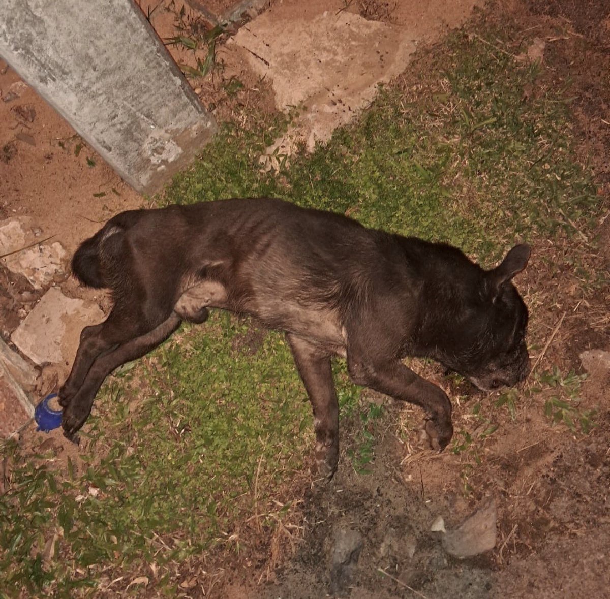 ComVecManora's tweet photo. Está de moda la “vida de barrio.” Los comercios gastronómicos invaden y destruyen la paz, la verdadera esencia de barrio. Anoche frente a la Plaza Walt Disney, mataron a un perro y se fugaron cobardemente a las 20:24. No más  “licencias provisorias” @AsuncionMuni @luisbello_asu https://t.co/2IpGvpIec9