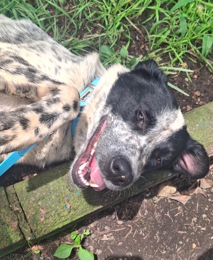 HELA_MORE's tweet photo. Ella es Luneta. 🩷

Es otra de las perritas que dejaron abandonadas en la pensión. Hoy está en la feria de adopción y es su primera vez acompañándonos. 🥹

No pierdan la oportunidad de conocerla. Quizá hoy sea el día en que Luneta encuentre a su familia. 🐾🩷 https://t.co/6P63pQIvGr
