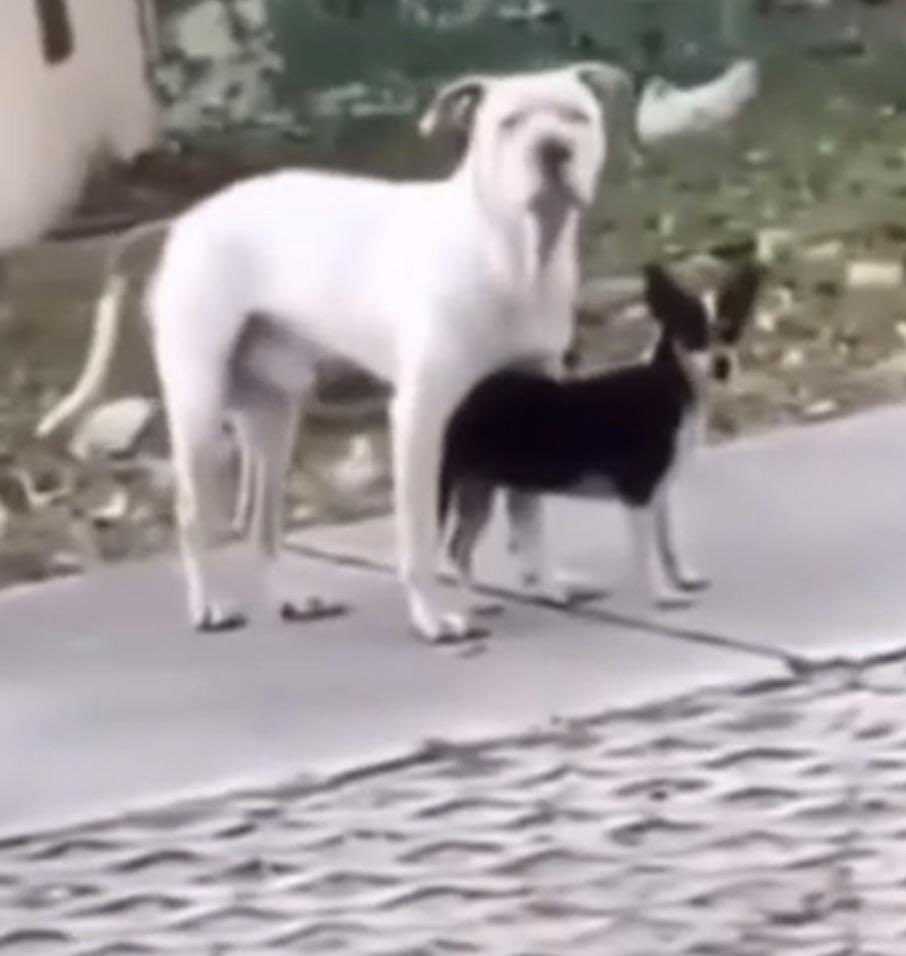1ethicalgooner's tweet photo. @millislushi you can’t fuck that lil ass dog https://t.co/1Q4rXoxW3P