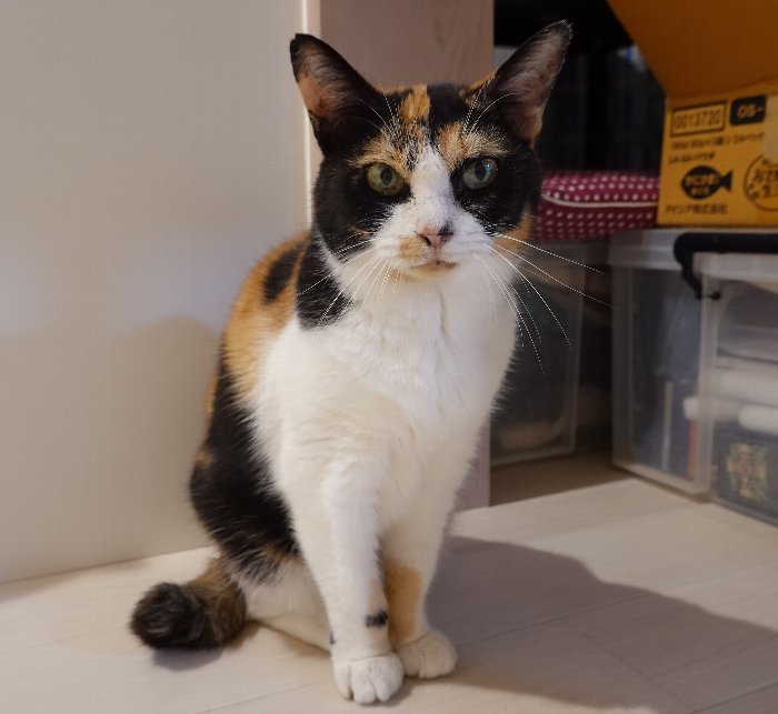 ikagenki's tweet photo. #三毛猫 https://t.co/Xeu6SvdPVH
