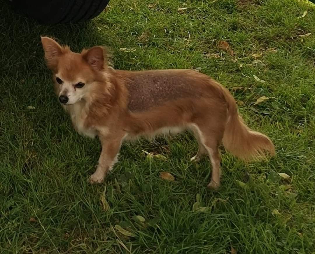 MissingPetsGB's tweet photo. Fruin is still missing He may still be outside somewhere He may have been taken in by someone who does not have social media Do you have any information to his whereabouts?REWARD OFFERED Last seen Middleton #LEEDS #LS19 after being spooked by fireworks nearby #stolendoghour https://t.co/ZzfzS2CabI