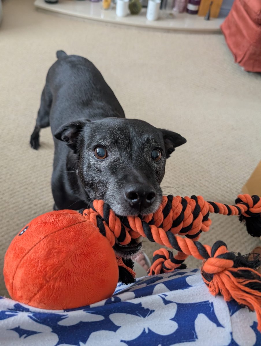 KateKnighting's tweet photo. 25 #NHS1000MILES this week. Some with this lovely boy who turned 12 this week and loved his new Halloween themed toy. Wishing everyone  a good week.  🏃‍♀️😊 https://t.co/BFGHkuzDws