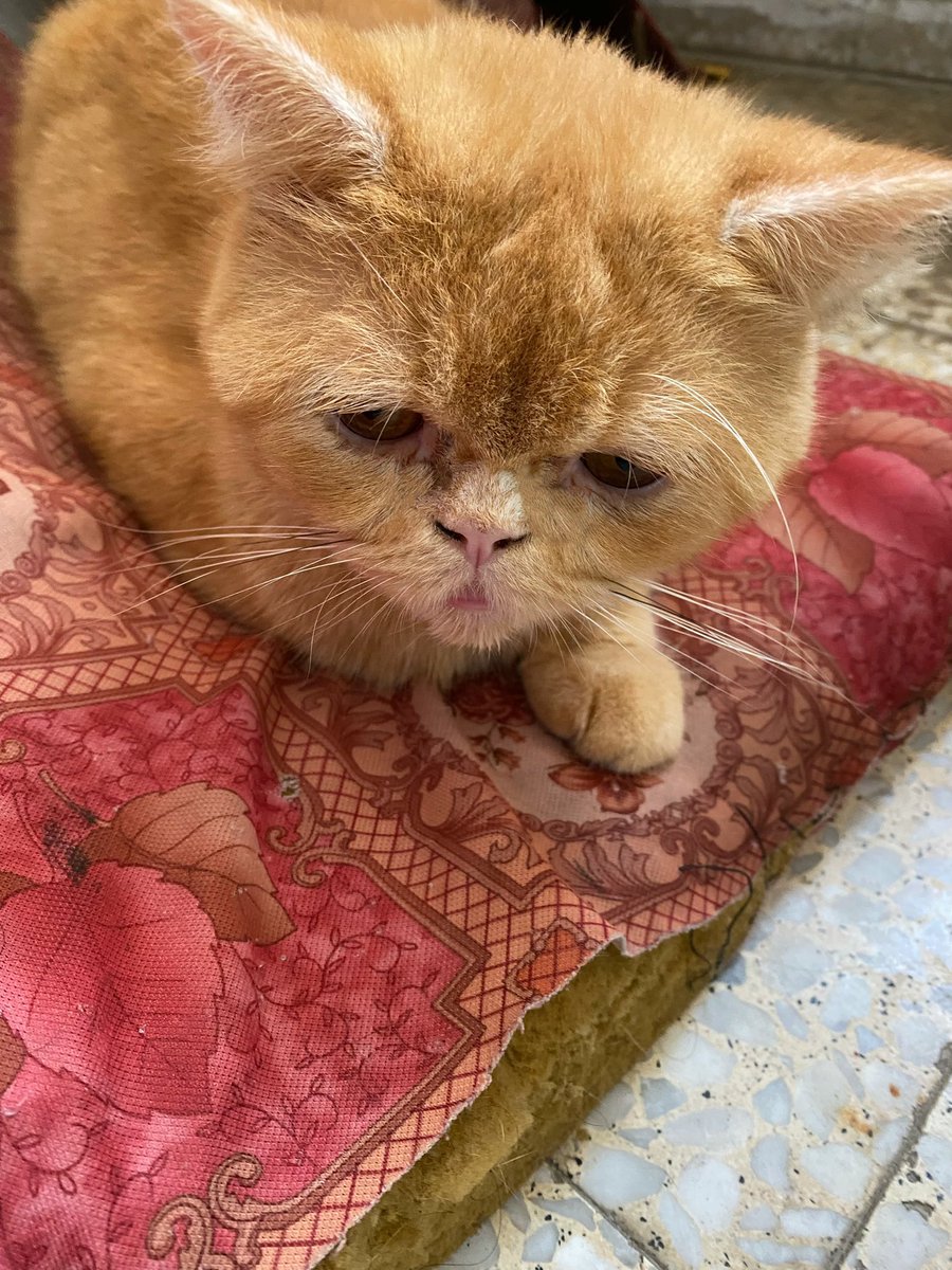 MeowSukkar's tweet photo. Honestly, not a single donation came through this morning , and Sukkar’s condition is getting worse. His procedure is Tuesday and time is up. 💔

Please, if you've been waiting to help, we just need 10 people giving $5 or RT to keep him visible! 🙏🏼

https://t.co/Dzz0iz8GO7 https://t.co/AbzscprLOi