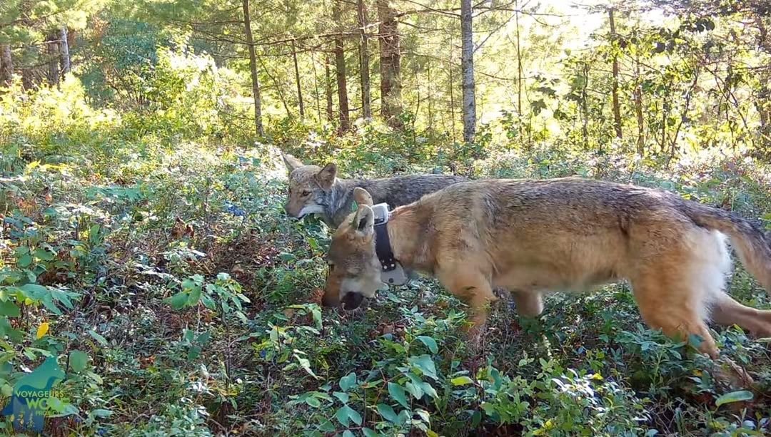 Marcoslrua's tweet photo. Cuando algunos se empeñan en presentar al lobo únicamente como una amenaza, la ciencia vuelve a recordarnos algo mucho más interesante: el lobo forma parte de una red ecológica mucho más compleja de lo que queremos reconocer.

Un nuevo estudio publicado en Biology Letters apunta a una función sorprendente: los lobos pueden actuar como dispersores de semillas de arándano a larga distancia.

Los investigadores comprobaron que las semillas de arándano que habían pasado por el aparato digestivo de los lobos germinaron más rápido y con mayor éxito que las semillas que no habían pasado por él.

Y hay otro detalle fundamental: los lobos recorren grandes distancias. Eso significa que, al consumir frutos y desplazarse después por el territorio, pueden transportar y dispersar semillas mucho más lejos de la planta original, contribuyendo potencialmente a la regeneración y expansión de la vegetación.

Esto es precisamente lo que algunos se niegan a entender.

El lobo no es una pieza aislada del ecosistema. Es depredador, consumidor de frutos, dispersor de semillas y protagonista de innumerables interacciones ecológicas que todavía estamos descubriendo.

A veces creemos conocer el valor de una especie porque solo miramos aquello que nos afecta directamente.

Pero la naturaleza no funciona así.

Eliminar lobos no significa simplemente quitar “animales que matan ganado”. Significa intervenir sobre una pieza de una compleja maquinaria ecológica cuyas conexiones todavía estamos empezando a comprender.

Por eso el lobo debe protegerse por lo que es y por el papel que desempeña en los ecosistemas, no únicamente cuando encontramos una utilidad para nosotros.

El lobo no es el problema. El problema es creer que podemos eliminar piezas del ecosistema sin consecuencias.

➡️Lee el artículo en Biology Letters:
https://t.co/LyW9aR4YLU

Crédito de la imagen: @VoyaWolfProject