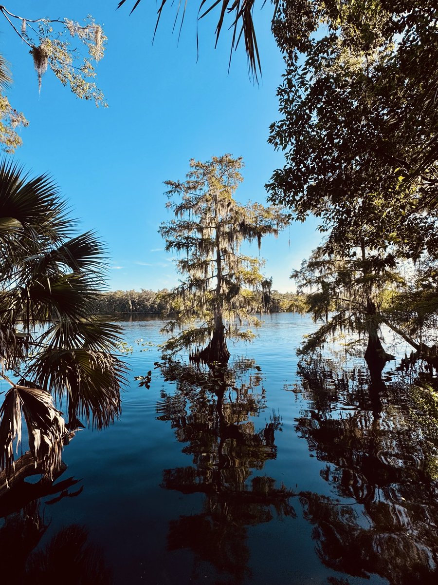 dolbyl's tweet photo. “If you cannot call it forest, call it sanctuary.”—Nkwachukwu Ogbuagu
#optoutside #getoutside #lovefl #nature #naturephotography #floridatrails https://t.co/E1mLRJSc4R