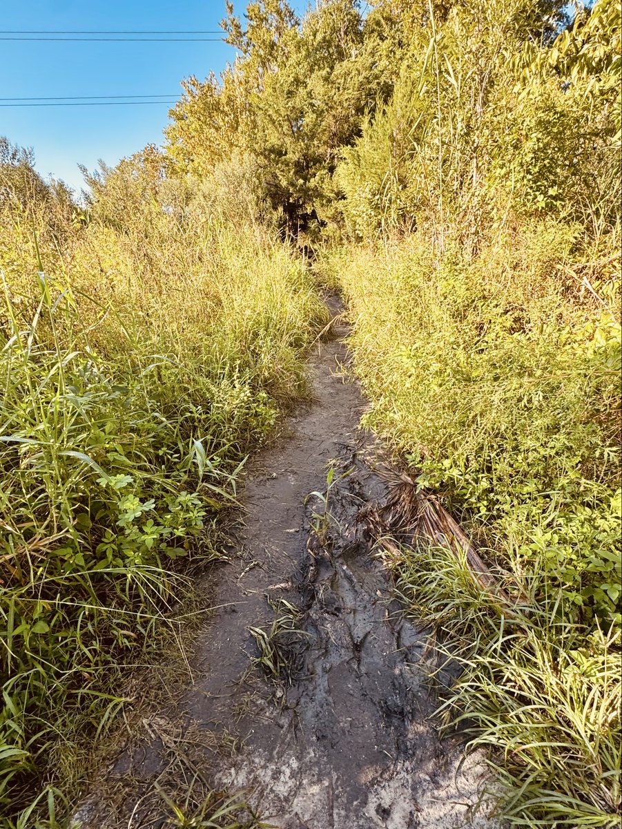 dolbyl's tweet photo. “If you cannot call it forest, call it sanctuary.”—Nkwachukwu Ogbuagu
#optoutside #getoutside #lovefl #nature #naturephotography #floridatrails https://t.co/E1mLRJSc4R