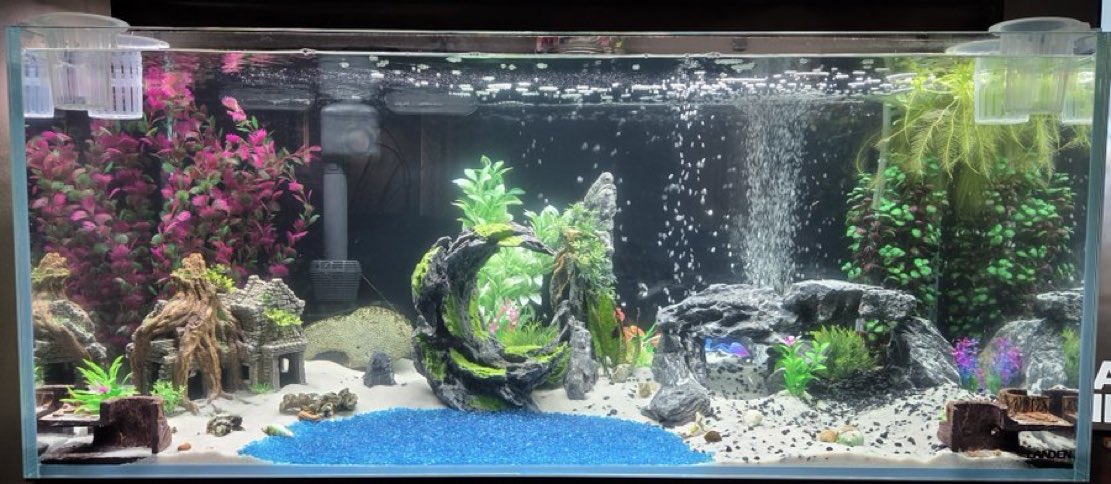 Micro2MMacr0's tweet photo. NEW! - 72 gallon fresh water aquarium setup. <-- I've been doing this to try find some zen in order to decompress before my upcoming surgery.

Maybe this is my true calling? Might have to reevaluate this investing thing? 😆 https://t.co/CdRXzsmc2o