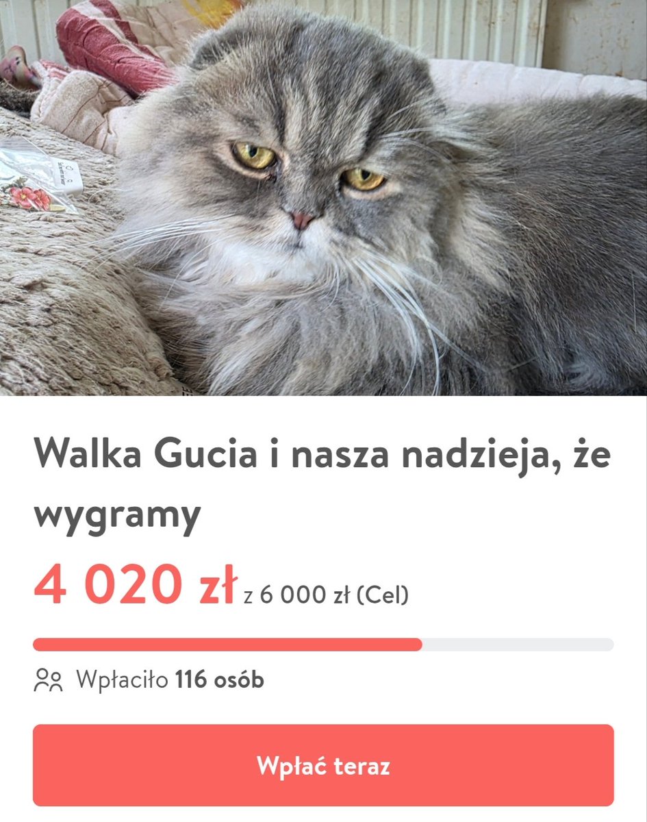 KociePerypetie's tweet photo. Bardzo dziękuję za wsparcie! ❤️🥹
Jestem mega wzruszona.

🖤 Nie wyobrażam sobie stracić Gucia...
Dlatego każda wpłata sprawia, że pojawia się łezka w moim oku 🥹

Walczymy, nie możemy się poddać. 

💊 Pomóżcie zebrać na leki, by kontynuować leczenie.

https://t.co/yWeR4b1SdI https://t.co/yOmqMTseAV