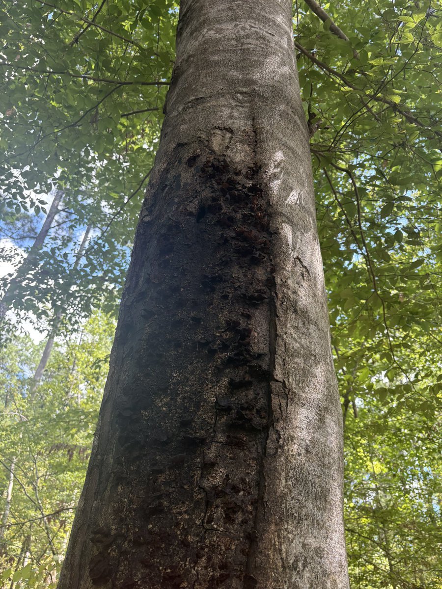 Warbaidz's tweet photo. @arbortrarypod hey can you please tell me why my birch tree has a butthole https://t.co/jR1Er4SwN9