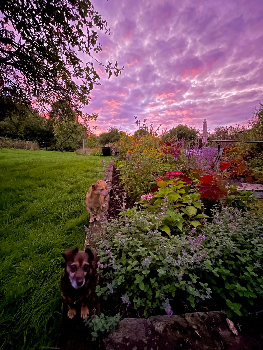 ZwartblesIE's tweet photo. This evening https://t.co/p8sBBdGz5i