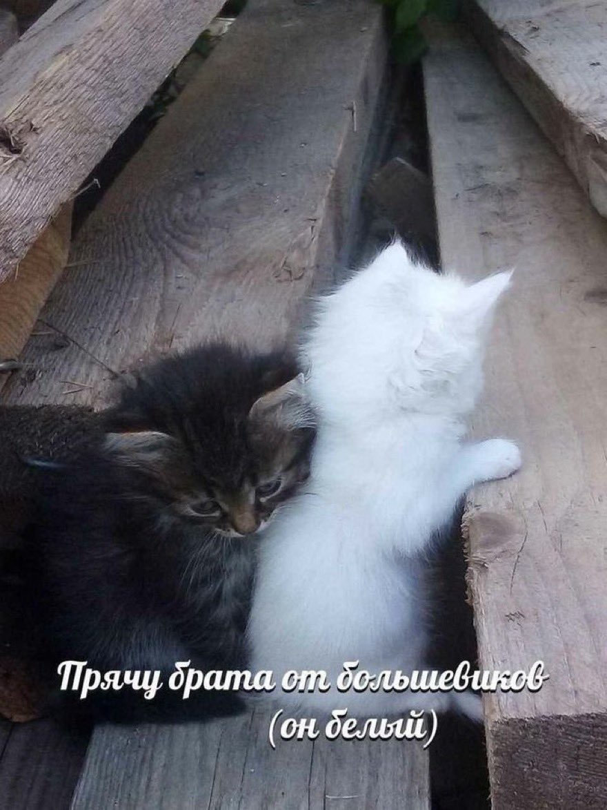 GedYastrebok's tweet photo. @Olga_Shannon https://t.co/dpb77tKEd2