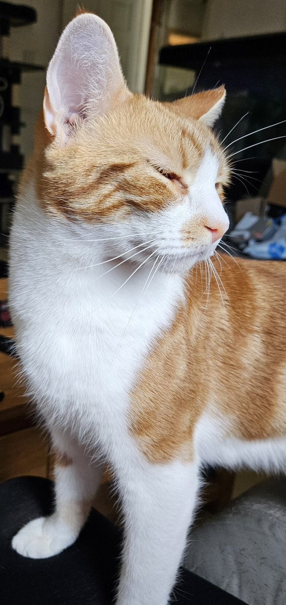 LilyRusty1's tweet photo. ❤️🐈💕 Goodnight to all my fur friends sweet dreams 💤 love from Rusty 💕🐈❤️

#CatsOfTwitter https://t.co/xFuLfbVaXz