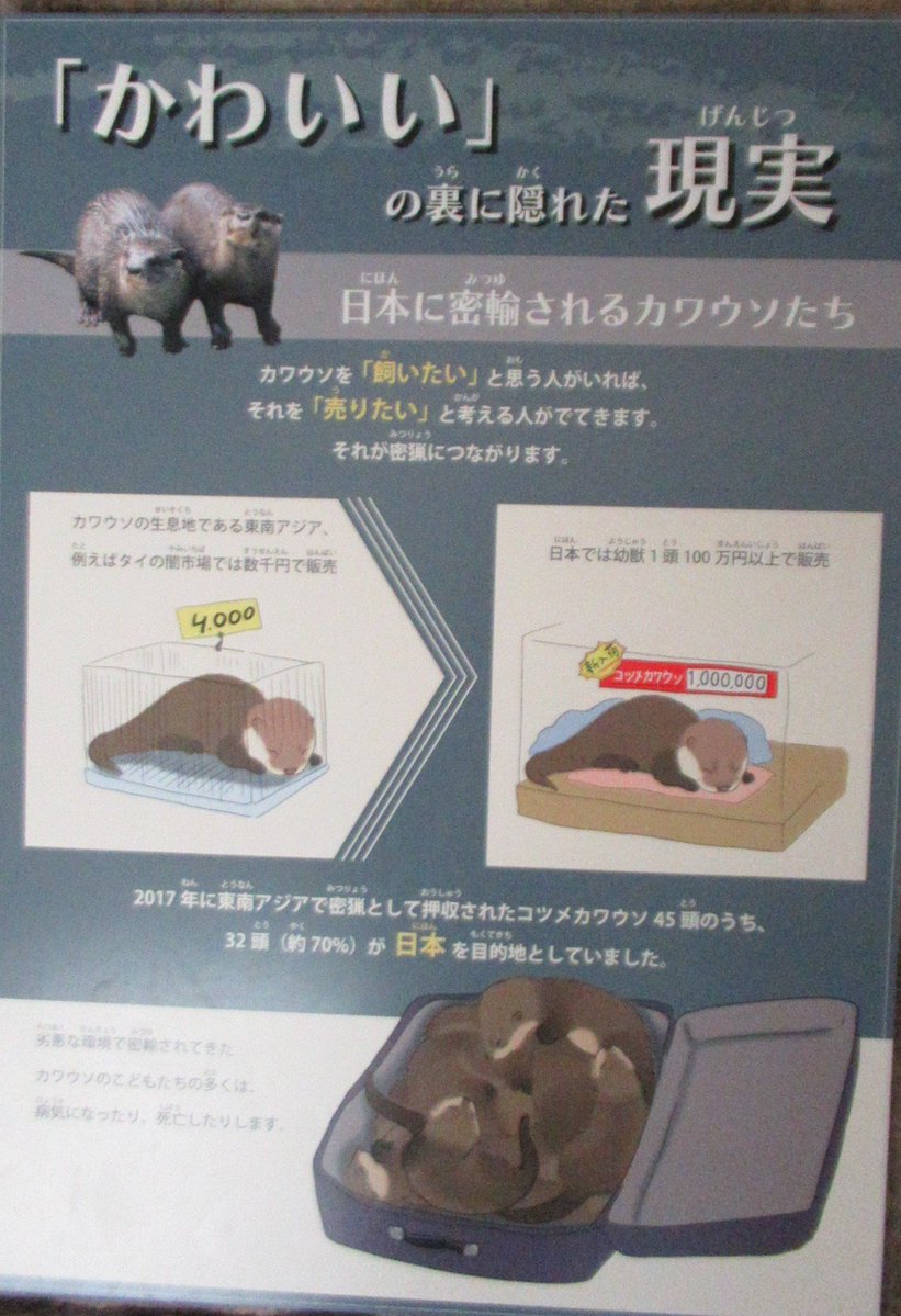 kVWsa4sNlzZr1KK's tweet photo. 【大事なことです】
#沖縄こどもの国 の、#コツメカワウソ 舎に貼られているキャプション。
「動物たちの置かれた現状」を伝えるのも、#動物園 の大事な役割ですね。
#カワウソ https://t.co/3sLMjSdo74