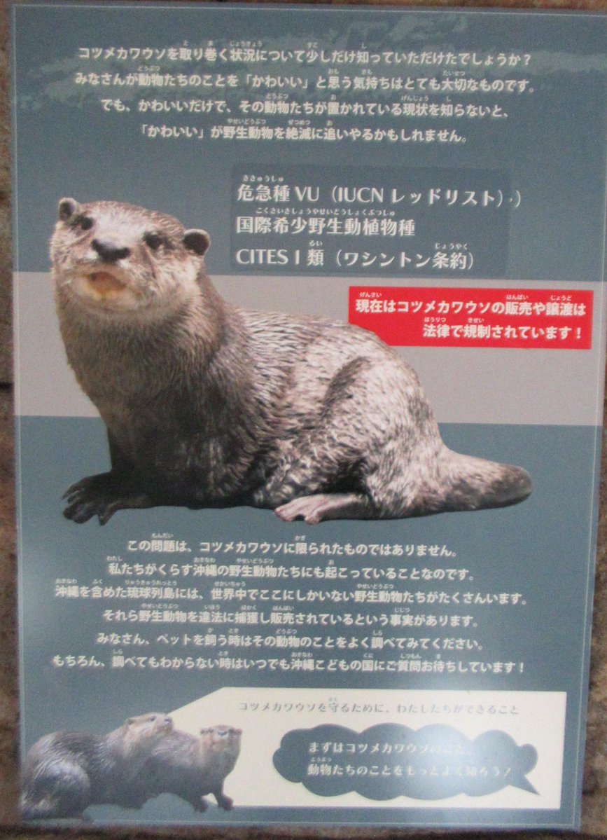 kVWsa4sNlzZr1KK's tweet photo. 【大事なことです】
#沖縄こどもの国 の、#コツメカワウソ 舎に貼られているキャプション。
「動物たちの置かれた現状」を伝えるのも、#動物園 の大事な役割ですね。
#カワウソ https://t.co/3sLMjSdo74