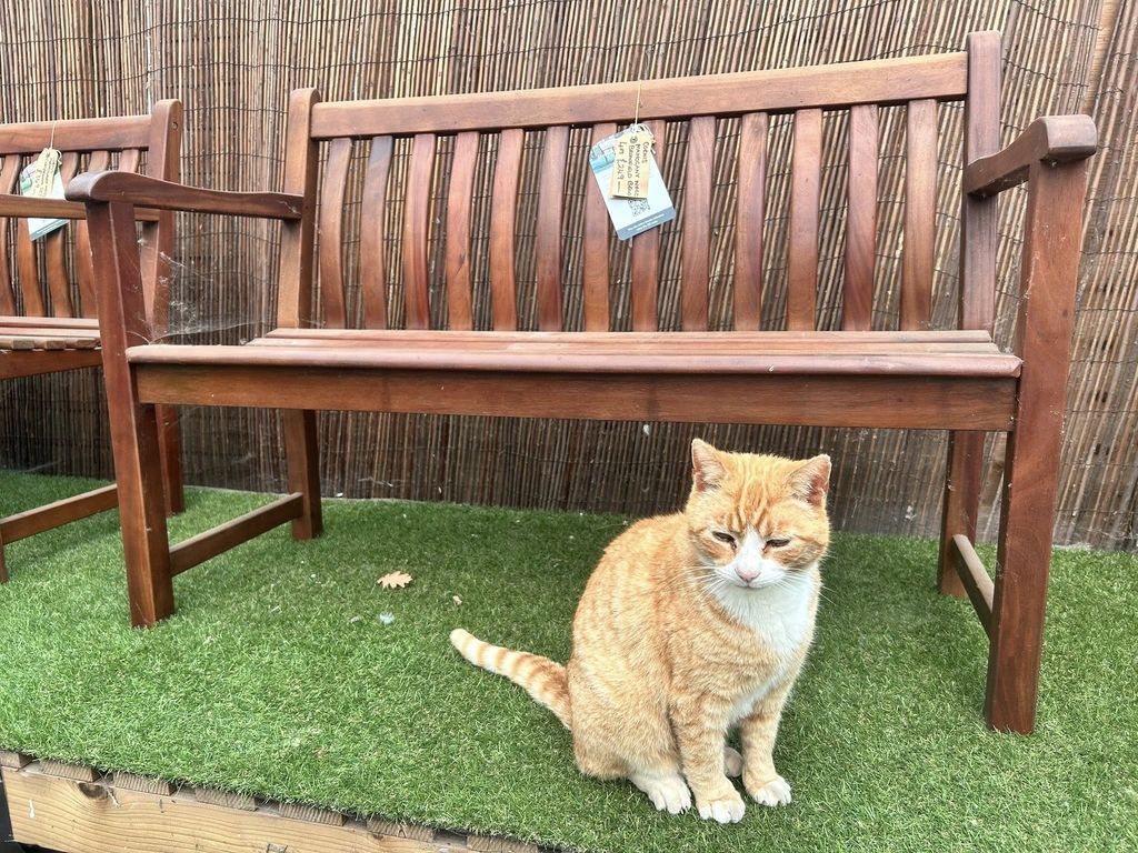 CatWorkers's tweet photo. They woke him up from a 17-hour nap and forced him to sell garden furniture.

📸 North Walsham Garden Centre https://t.co/gRWhPRdzjl