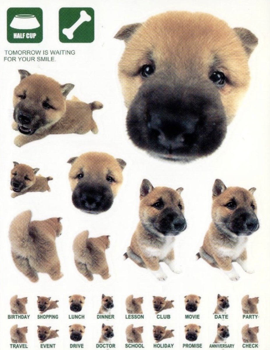 fruitpibble's tweet photo. choose your fighter 🐾 https://t.co/MFBrF89S6I