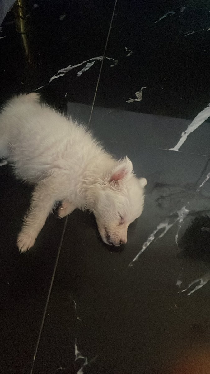 taccolast's tweet photo. She’s having a good sleep, what would you name her? https://t.co/866Zfo0iLH