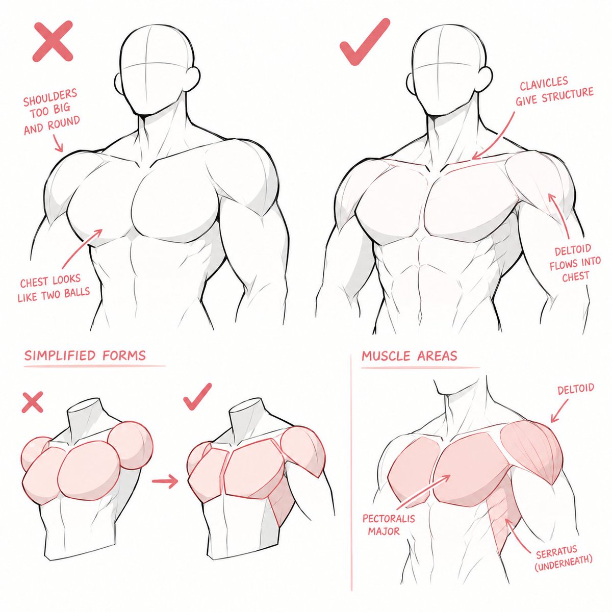 LumiCanvass's tweet photo. Understanding the torso through anatomy. https://t.co/i1On27nDqD