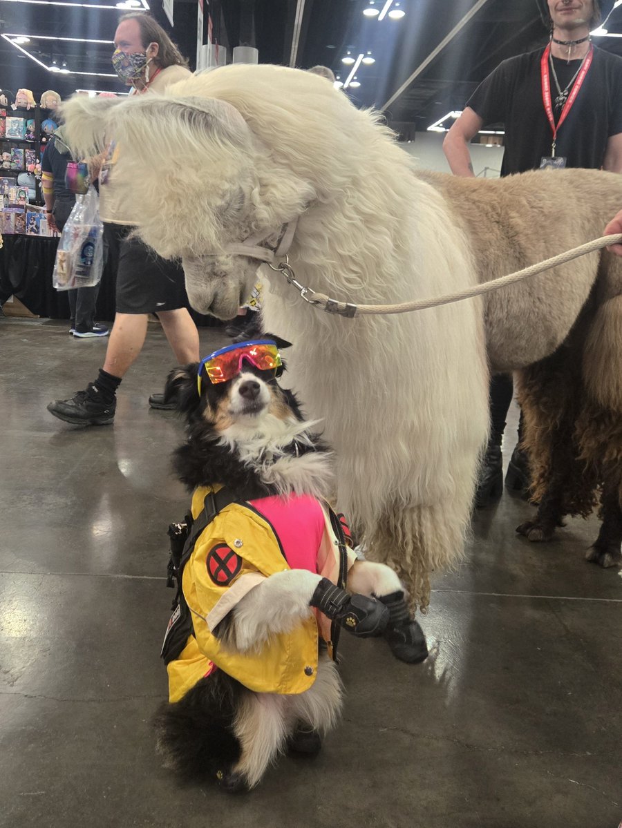 sydneythesd's tweet photo. Nothing to see here, just your friendly neighborhood service doggo (casually cosplaying Jubilee) visiting her good friend Caesar The No-Drama Llama at @rosecitycc! 🦙 🐕🦺 #RCCC2026 https://t.co/2uQ4BzJ9KK