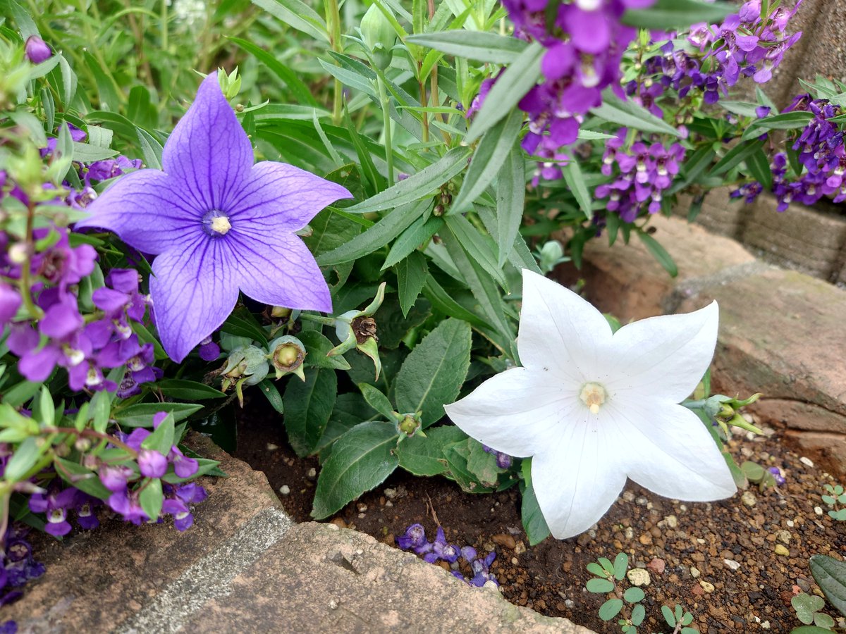 roux_game1102's tweet photo. お花はやっぱり春先が一番多いな😗
夏の花も好きだけど、この時期は被写体が春に比べて少ないのがネック https://t.co/T1KHhKffsn