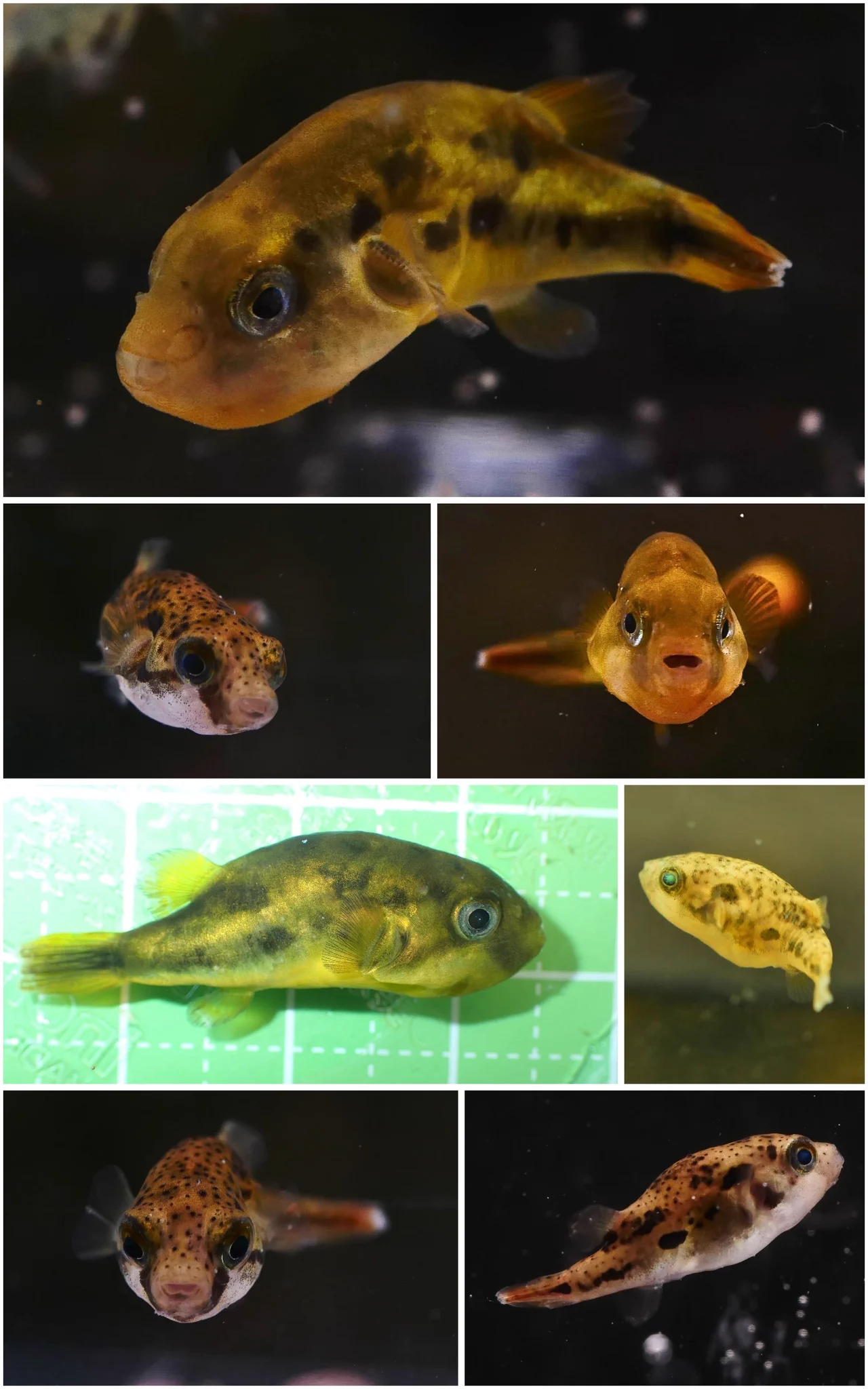 Aqualog The puffers 淡水・汽水フグ専門図鑑 京都淡水フグ研究所 on X: 
