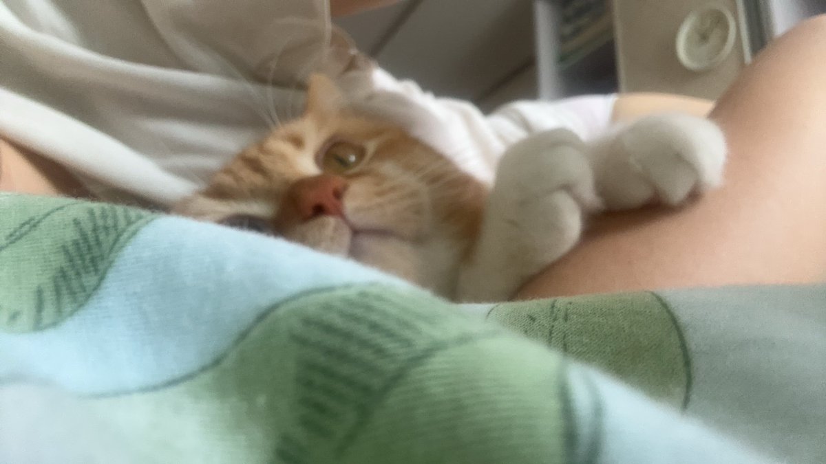 ShanaBreitbarth's tweet photo. Every late afternoon snuggle with my rescue cat is the best mood boost—no words needed, just warm purrs and all the love. https://t.co/EkZLIBLrUe