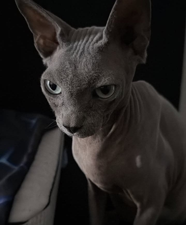 HappyUpdatees's tweet photo. Happy en instagram! 😺✨ https://t.co/aiCEuoB5Jd