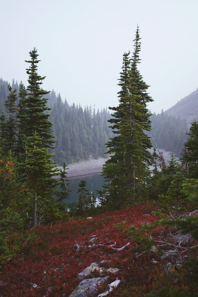 coltonsshot's tweet photo. Throwback to 6 years ago 🌲 https://t.co/1ef7FiTh0v