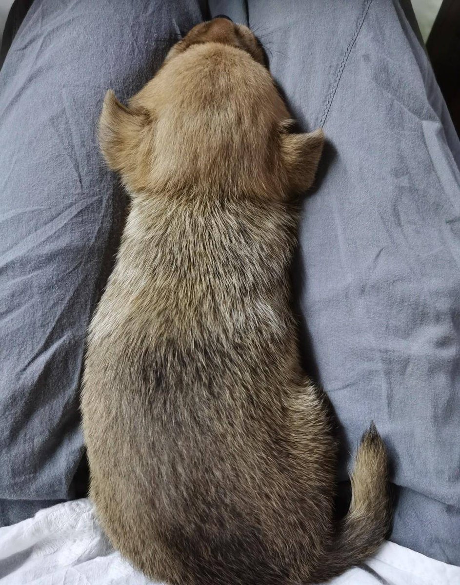 KayePinkins's tweet photo. [My pup’s been curled up at my desk every workday—turning long meetings into snuggle sessions, and stress into happy wiggles. ]， https://t.co/xebY6QrW1G