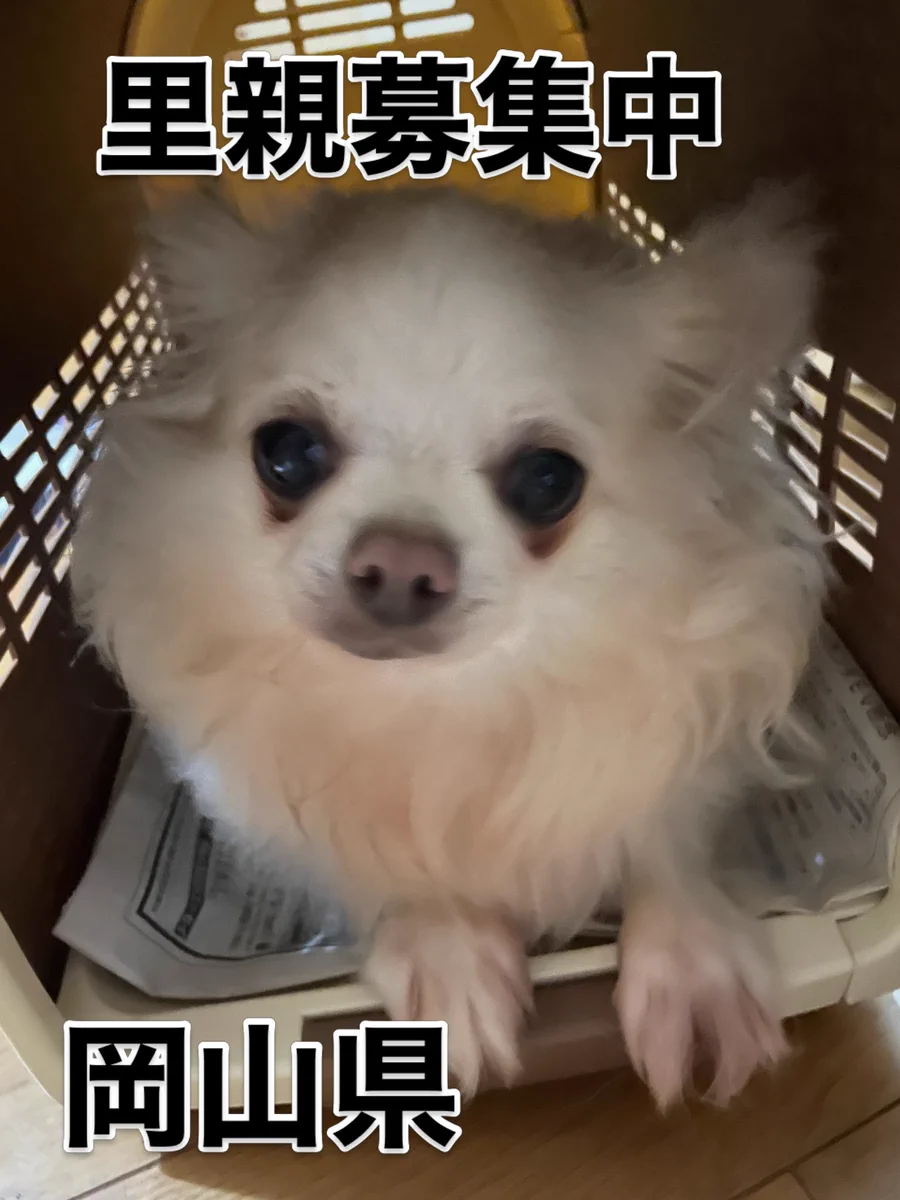 Dog and Cat CASSY on X: 