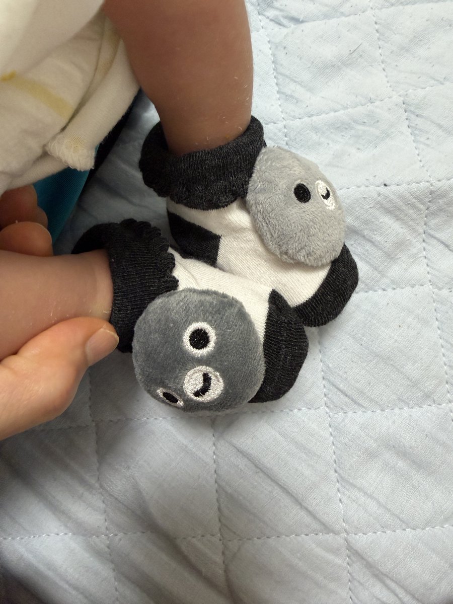 ayuzuru1207's tweet photo. ペンスタ上野で購入した👶用靴下🧦
どうしよう…可愛すぎる((o(｡･ω･｡)o))
#Suicaペンギン https://t.co/m5JdzQ5xRE