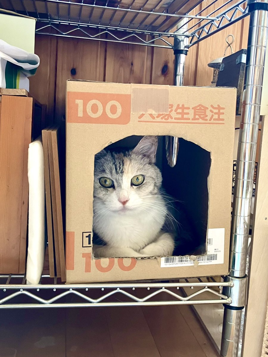 toby_marimo's tweet photo. 4年前に腎不全が始まったのんのさん
腎臓の数値が、
BUN 133.6 / CRE 6.71という数字となり、とうとう毎日皮下輸液をしないといけない状況になりました
病院での投与から自宅での投与に切り替えます
少しでも長く楽に過ごせるよう頑張ります！ https://t.co/EG21V9O2Co